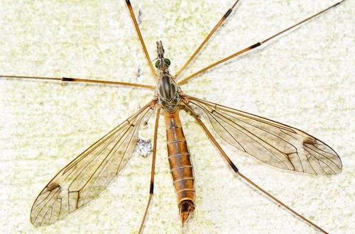 Réf. 279 349 : Tipula sp.